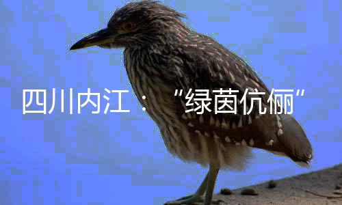 四川内江：“绿茵伉俪”扎根县城 做“铿锵玫瑰”“筑梦人”